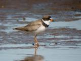 Semipalmated Plover 2