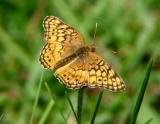 Variegated Fritillary 2