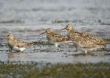 Pectoral Sandpipers