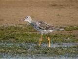 Greater Yellowlegs