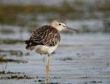 Lesser Yellowlegs