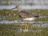 Lesser Yellowlegs