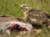 Rough-legged Hawk 3