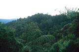 Waitakere Bush