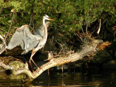 a_few_herons