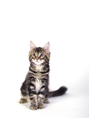 Beau