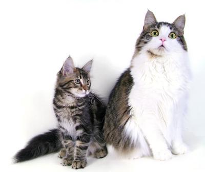 Beau & Sofia