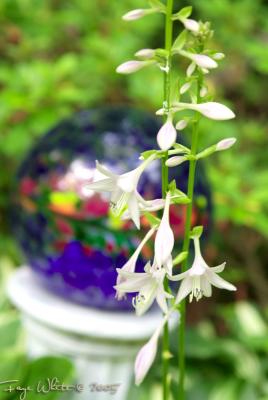 garden globe