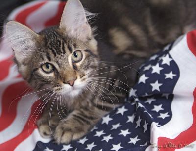 Stars & Stripes Beau
