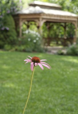 Cone Flower