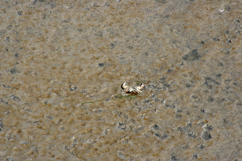 DEAD CRAB