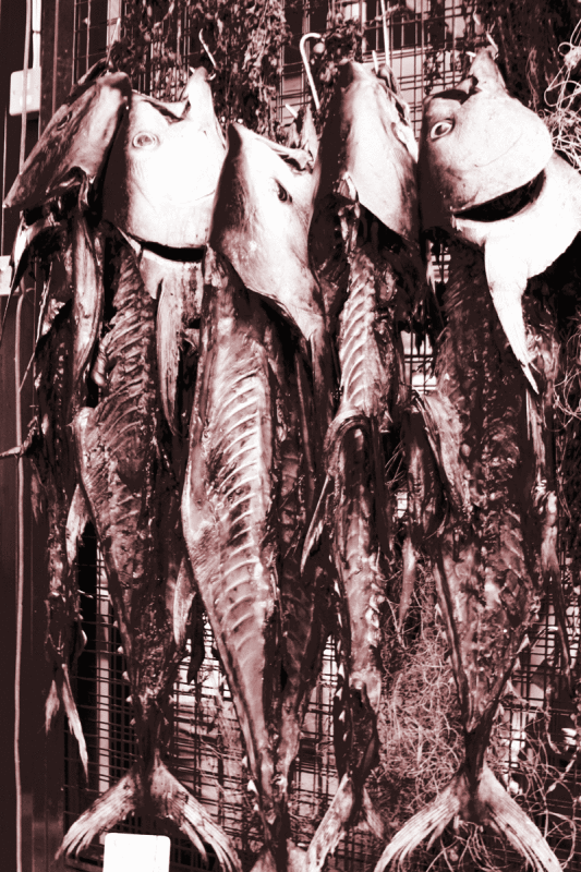 DEAD FISH