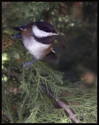 Chickadee