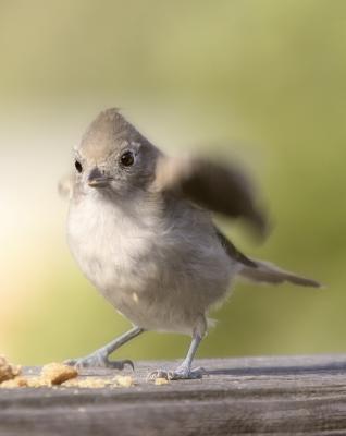 Tuffted Titmouse, Juvenile