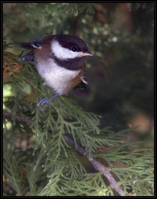 Chickadee srgb
