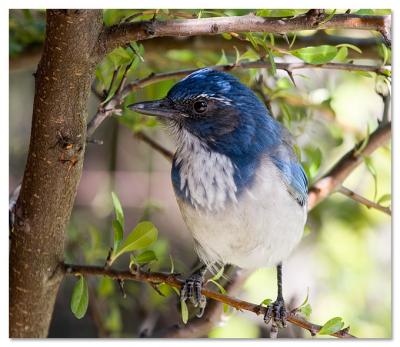 Fall Jay