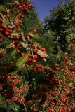 Pyracantha in Fall