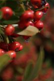 Pyracantha After Rain