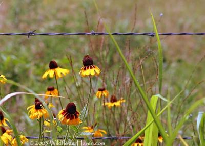 Clasping Leaf Coneflower III