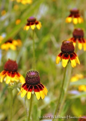 Clasping Leaf Coneflower I