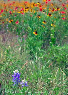 v3/62/16462/3/45139048.IMG_3943junebluebonnet.jpg