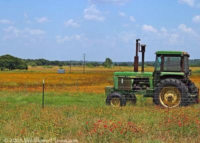 Cultivating Wildflowers