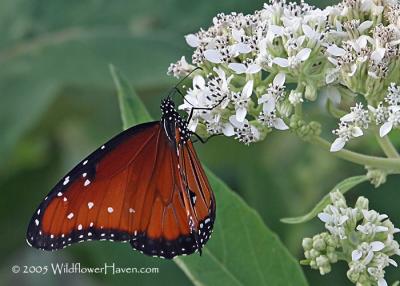Queen Butterfly and Frostweed