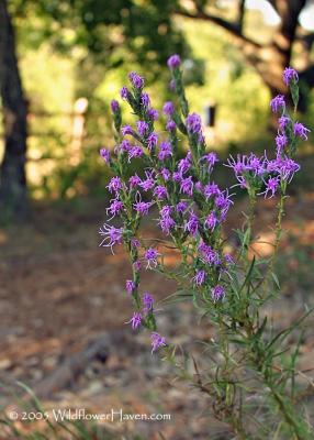 Gayfeather - Blazing Star