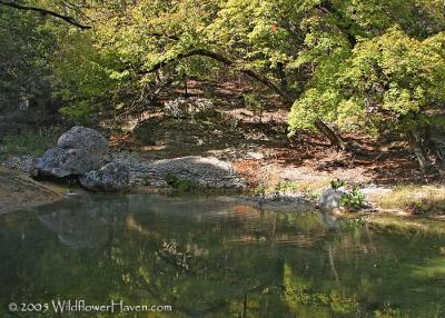 Pond in Love Creek