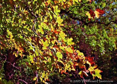 Big Tooth Maple