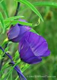 Bluebell Coupling