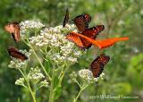 A Butterflys Eye View