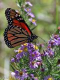 Monarch Butterfly - Profile