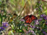 Monarch Butterfly - Top