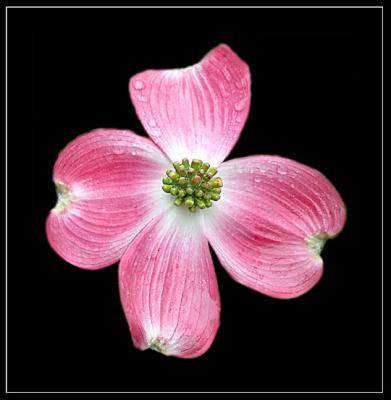 Dogwood Blossom