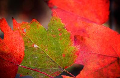 10.6.05 Lone Green Leaf