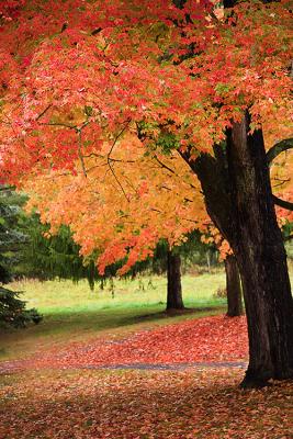 10.10.05  Fall Color