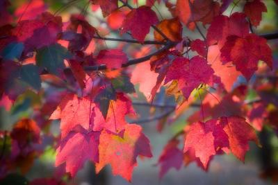 10.13.05 Red Leaves