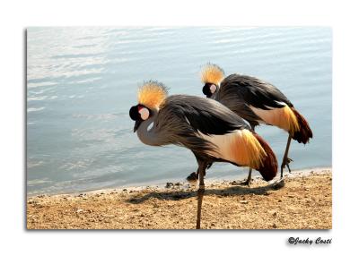 Crowned Crane