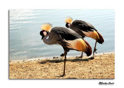 Crowned Crane