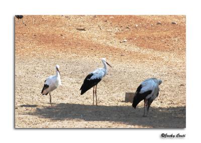 Stork