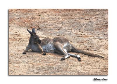 Kangaroo