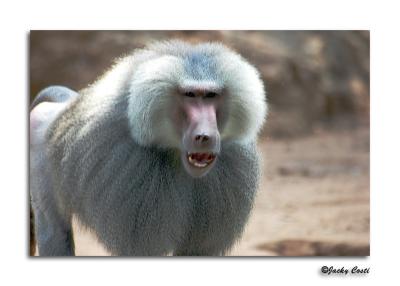 Baboon