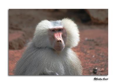 Baboon