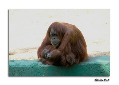 Orangutan