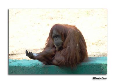 Orangutan