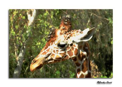 Giraffe