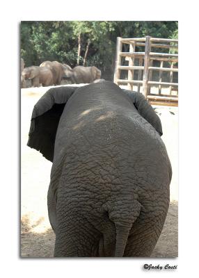 African Elephant