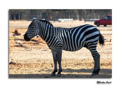 Zebra