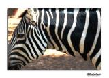Zoological Gardens  (Safari) - Ramat Gan